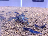 Orange Eye Blue Tigers (Full Blue)