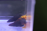 Rabbit Snail