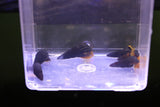 Rabbit Snail