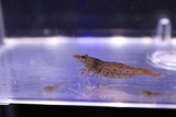 Cheetah Shrimp
