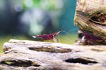 Sulawesi Cardinal