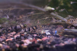 Raccoon Tiger Shrimp