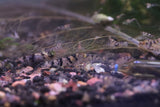 Raccoon Tiger Shrimp