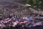 Raccoon Tiger Shrimp