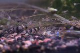 Raccoon Tiger Shrimp