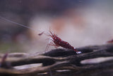 Sulawesi Cardinal