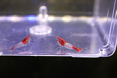 Neocaridina var. Red Rili