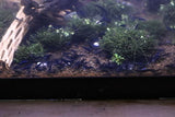 High Grade Orange Eye Royal Blue Tiger