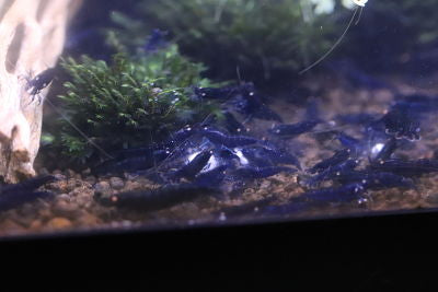 High Grade Orange Eye Royal Blue Tiger