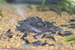 Orange Eye Blue Tigers (Rust)