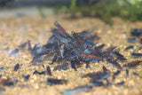 Orange Eye Blue Tigers (Rust)