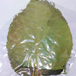 10 Large White Mulberry Leaves