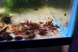 Neocaridina var. Bloody Mary