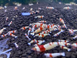 Crystal Red Shrimp