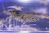 Cheetah Shrimp