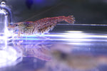 Cheetah Shrimp