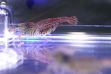 Cheetah Shrimp