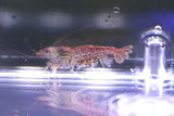 Cheetah Shrimp