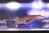 Cheetah Shrimp