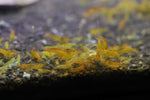 Tangerine Tiger